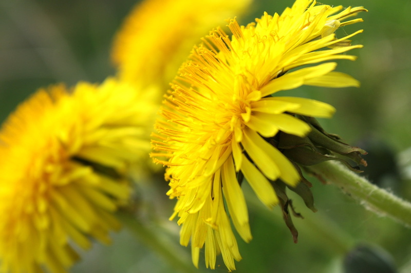 plant, flowering plant, close-up, 1080P, weather, summer, petal, pollen, herbs, weed, macro, no people, dandelion, animal wildlife, animal themes, flowers