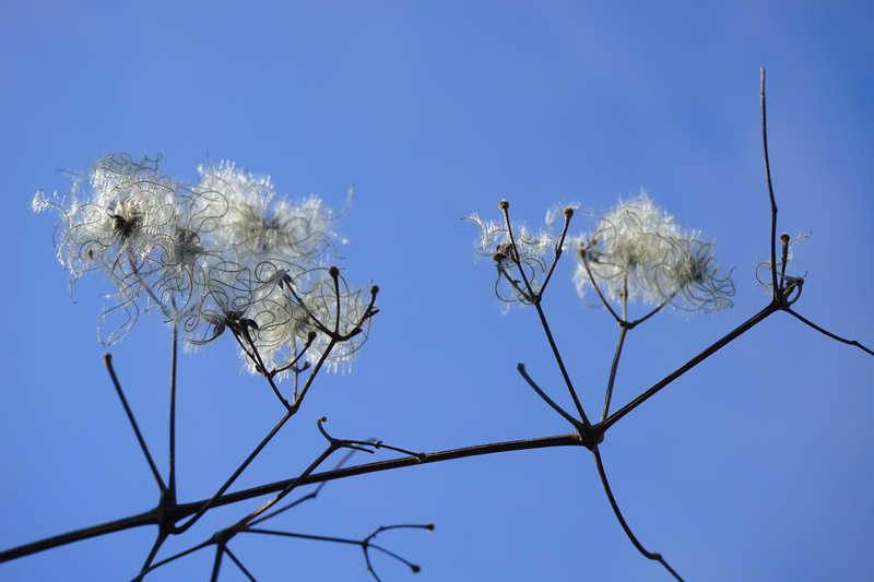 close-up, toxic, lueln, Pods, bare tree, no people, flowering plant, seeds, flower, stamp, Filigree, liasch, fragility, freshness, tree, beauty in nature