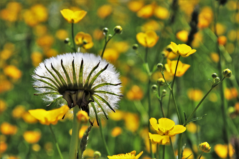 grass, small flowers, minor, fragility, close-up, meadow, sepal, invoice, season, green background, field, no people, garden flowers, freshness, yellow flower