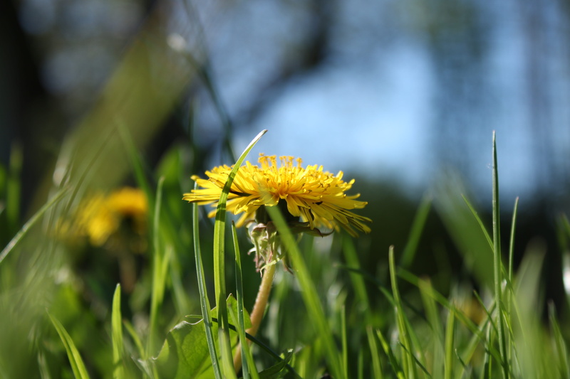 focus on foreground, springtime, lawn, growth, petal, 5K, yellow, beauty in nature, outdoors, flower head, land, blade of grass, no people, flower, plant