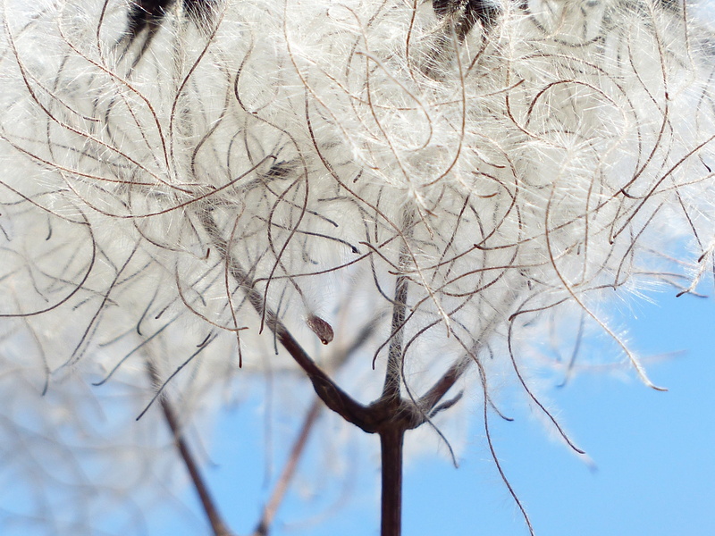 creeper, teufelszwirn, narrenseil, stamp, photography, stem, nature, low angle view, liane, tranquil scene, seeds, liasch, ulischwidn, dead plant, season
