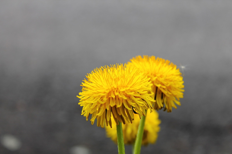 flower head, gray, field, plant, flowers, weed, focus on foreground, outdoors, plants, bloom, close-up, sepal, freshness, photography, spring, flowering plant