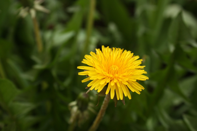 4K, nature, macro, vulgaris, taraxacum officinale, sonchus oleraceus, inflorescence, petal, green color, plant, weed, fragility, field, lawn, wild flowers