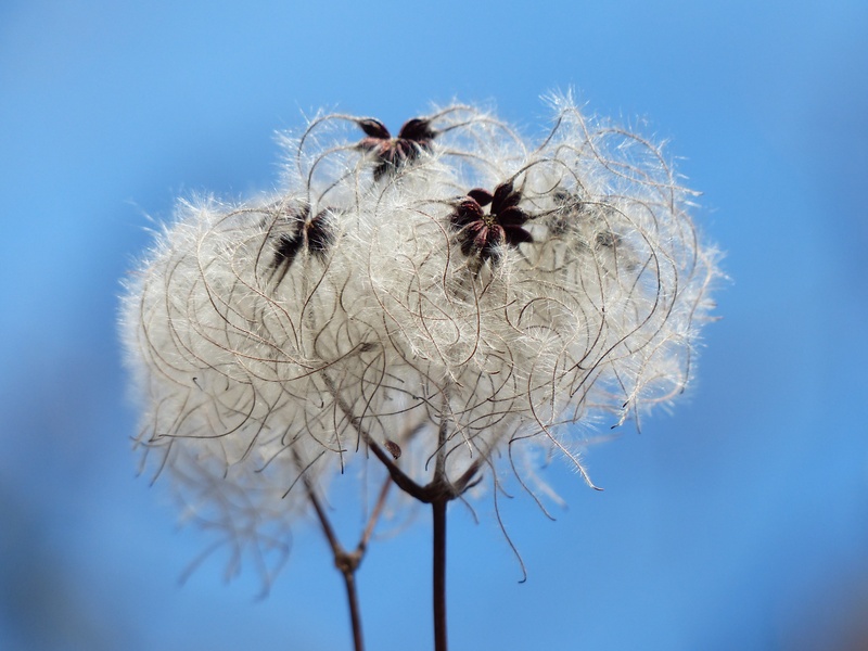 real clematis, stem, soft, white, poisonous plant, fluffy, liane, insect, common clematis, freshness, dandelion seed, clematis, animal, animal wildlife