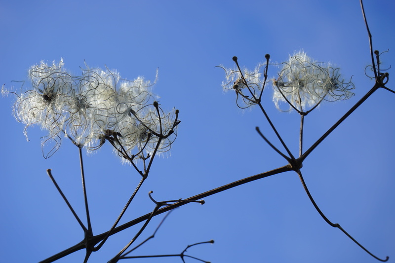 fluffy, filigree, lian, pods, flowering plant, growth, stem, nature, nun rope, group of animals, liane, flower, no people, poisonous plant, toxic, clematis