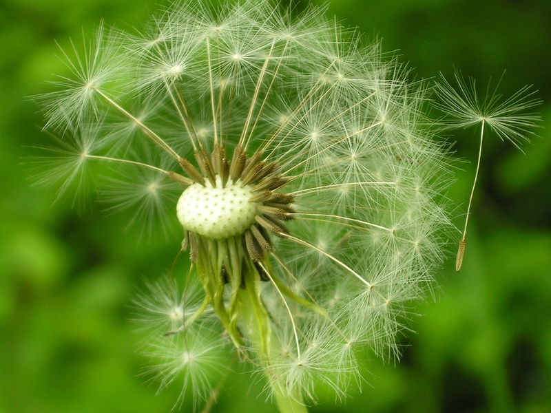 2K, beauty in nature, sonchus oleraceus, focus on foreground, vulnerability, no people, close-up, macro, seed, dandelion, plant, outdoors, nuns, inflorescence