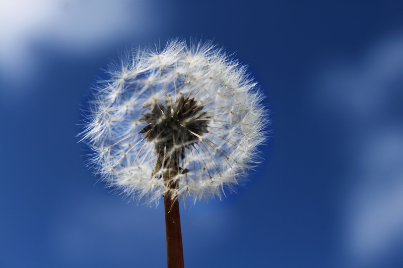 nuns, close-up, flowering plant, fluffy, outdoors, fragility, vulnerability, seed, flower, softness, dandelion, no people, beauty in nature, blue, freshness