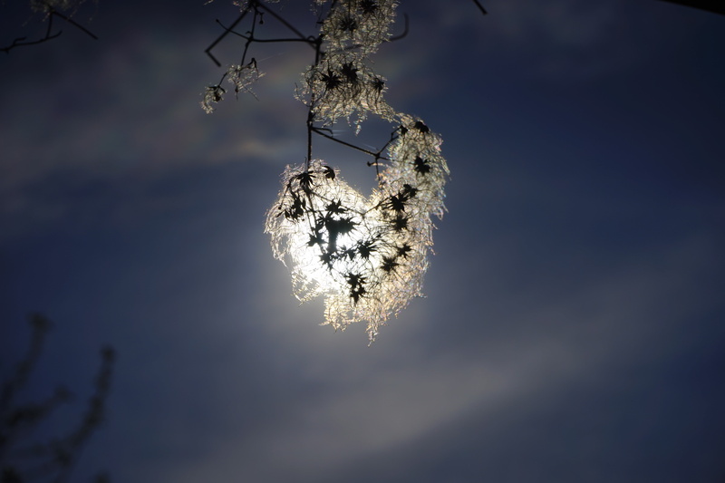 outdoors, loft, fruits, soft, fluffy, hairy, cold temperature, liane, hairy stamp, poisonous plant, nun rope, stem, plant, flower, celebration, lian, beauty in nature