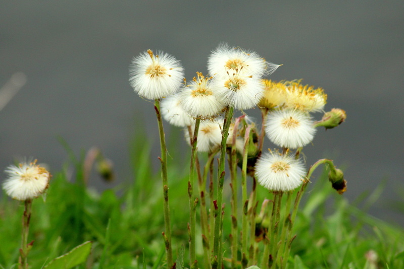 flower head, freshness, dandelion, vulnerability, close-up, plant stem, growth, flower, day, nature, dandelions, fragility, sonchus oleraceus, spring, outdoors