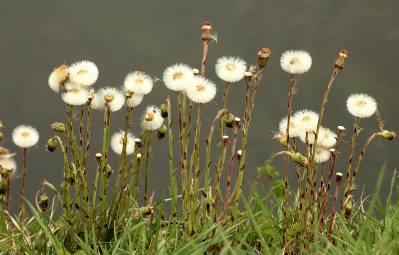 beauty in nature, fragility, nuns, outdoors, focus on foreground, over the water, freshness, tranquility, softness, land, 4K, spring, the delicacy, nature