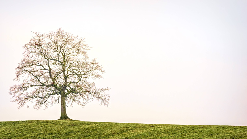 green color, tranquil scene, tree, land, copy space, scenics - nature, field, 5K, day, landscape, meadow, autumn, single tree, beauty in nature, individually