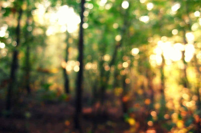 forest, summer, leaf, season, yellow, bokeh, defocused, sunny, park - Man Made Space, tranquility, multi Colored, sun, brightly lit, light, day, green Color