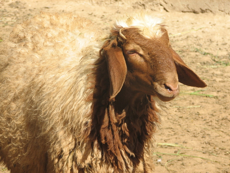 herbivorous, horse, mammal, domestic, individual, day, one animal, working animal, outdoors, awassi sheep, animal wildlife, animal hair, animal head, 2K