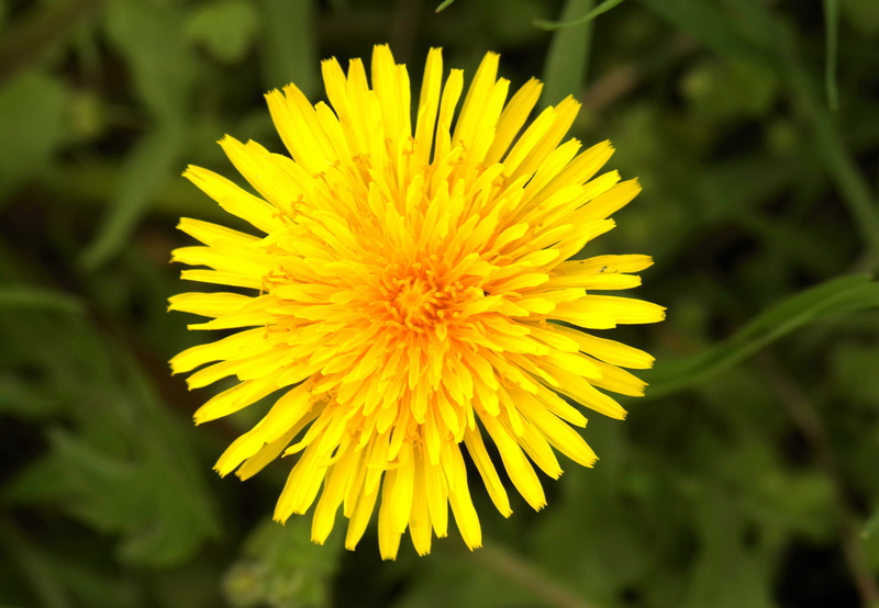 4K, Flower, closeup, inflorescence, green, flowering plant, focus on foreground, beauty in nature, fragility, weed, petal, day, Yellow, meadow, dandelion