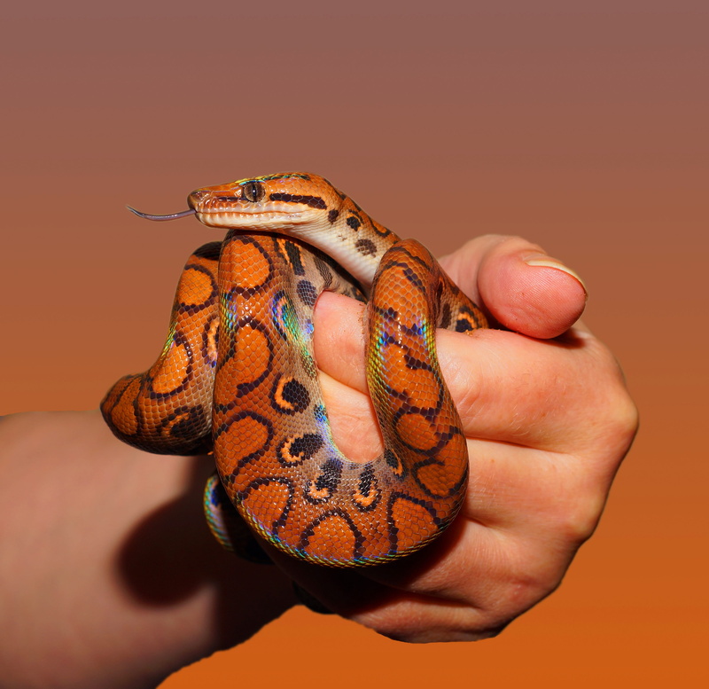 2K, orange color, brazilian red rainbow boa, person, lifestyles, epicrates cenchria cenchria, human body part, close, snake, finger, python, orange, vertebrate