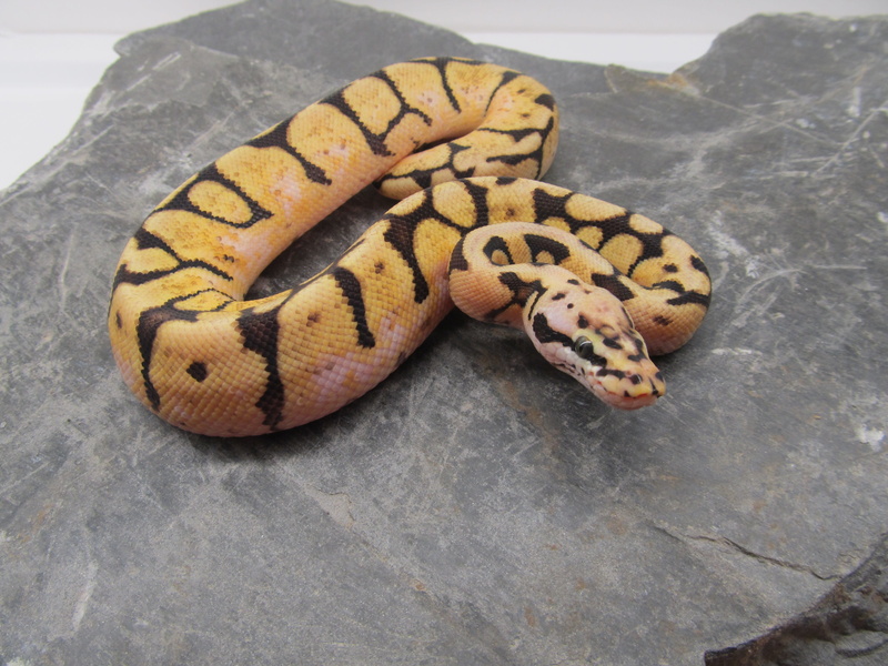 constrictor, day, animal markings, one animal, sign, tiger, snake, high angle view, Boa, animal scale, boa, Reptiles, animal head, 4K, Constrictor, close-up