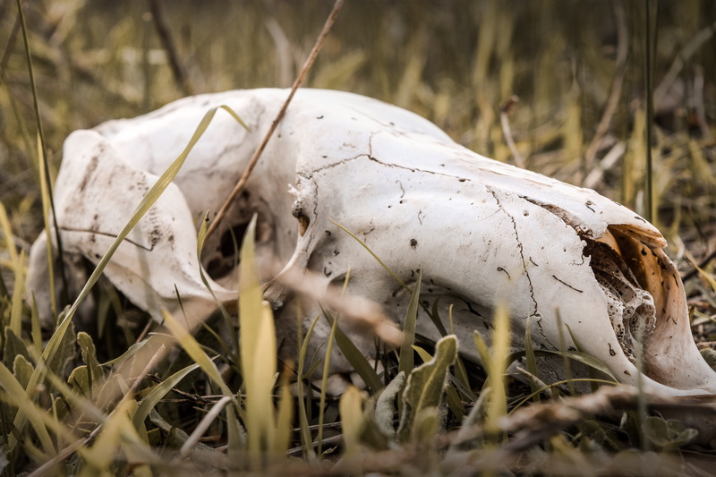 head, skulls, tattoo, nature, close-up, grass, weird, evil, death, zombie, spooky, teeth, animal wildlife, no people, vertebrate, gothic, land, field, skull