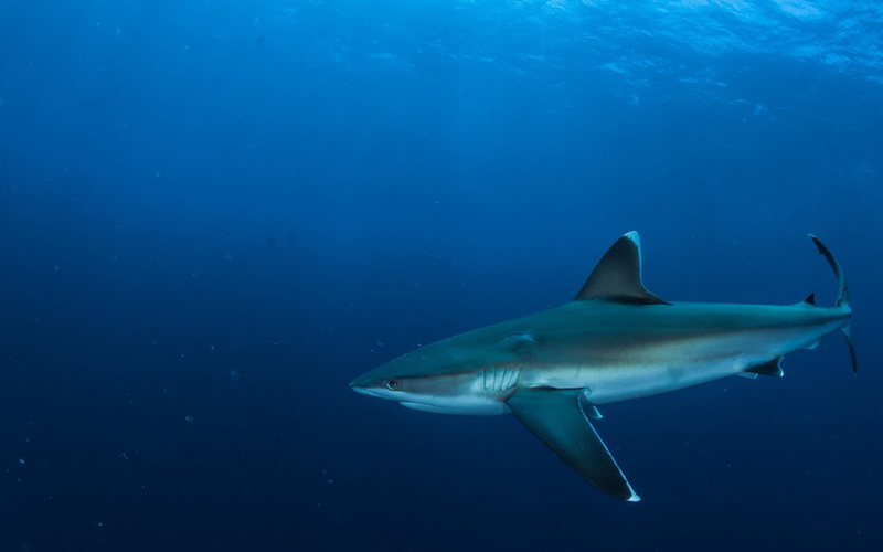 sea, marine, hd, rays, nature, sea life, skeletons, motion, shark, sharks, 4K, bones, animal themes, saltwater fish, cartilage, skeleton, vertebrate