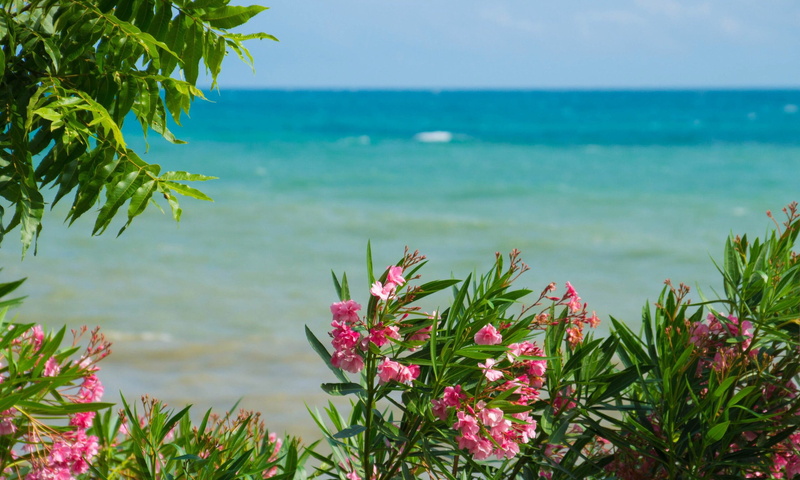 turquoise colored, greens, summer flowers, freshness, beach, land, sky, Palm Trees, Sea, body, Landscape, 2K, beauty in nature, plant, horizon over water