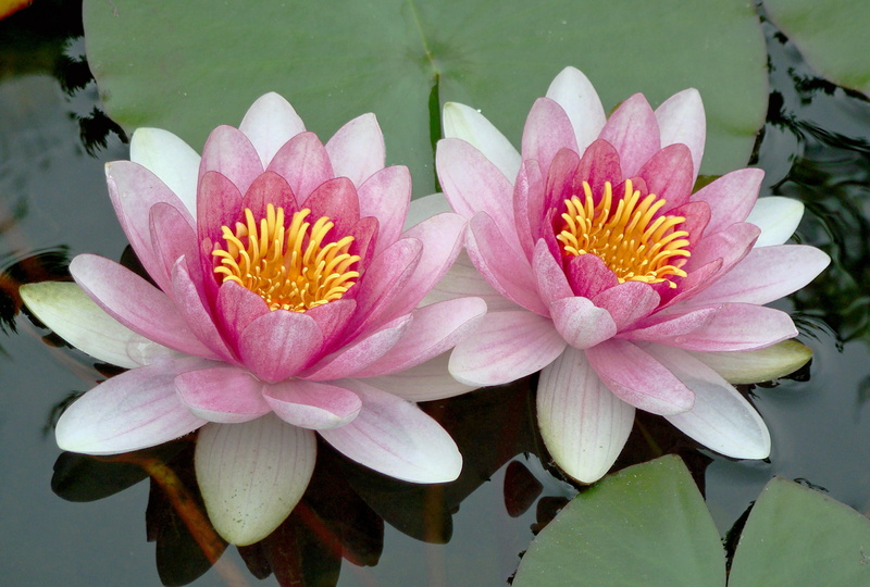 close-up, waterlily, floating on water, summer, water, fragility, petal, outdoor, water lily, lotus water lily, floral, growth, flower head, flowers, leaf