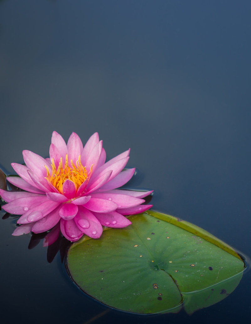 beauty In Nature, green, body, summer, floating, garden, nature, close up, water, leaves, 2K, botany, sea, pink Color, lotus, yellow, lake, single Flower