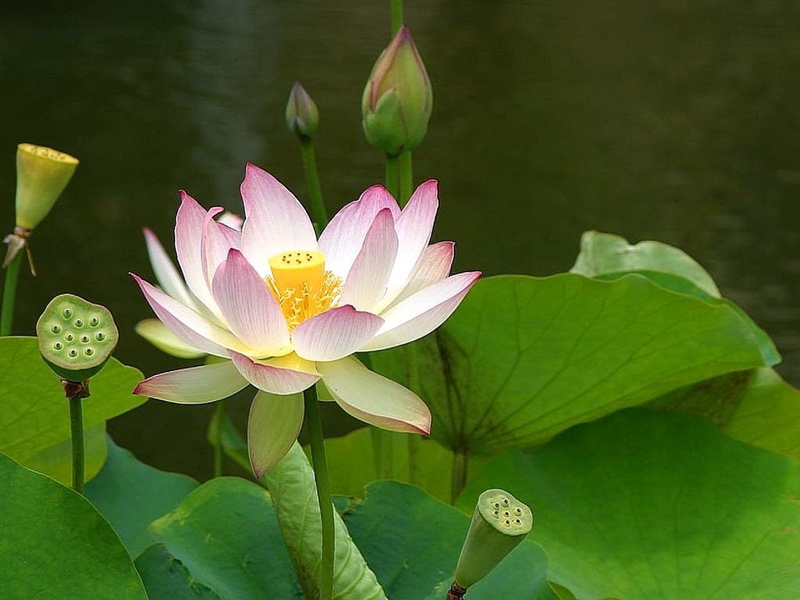 pollen, fragility, flower Head, garden, flowers, freshness, buds, body, lake, springtime, outdoors, blossom, tropical, pond, summer, water Lily, plant part