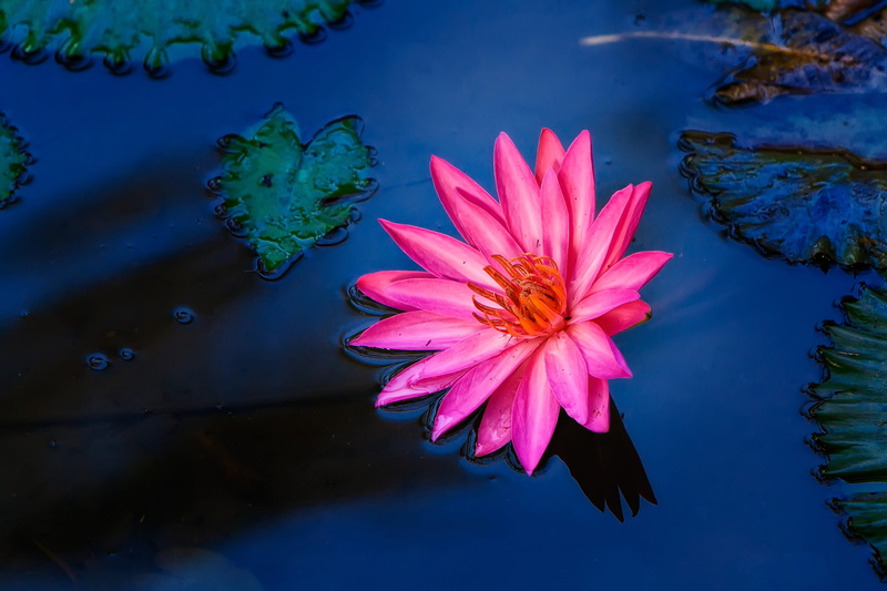 flowering plant, lake, floating, flower head, plant, pond, lotus, nature, pink, 4K, flower, body, pink color, lotus water lily, inflorescence, lillypad
