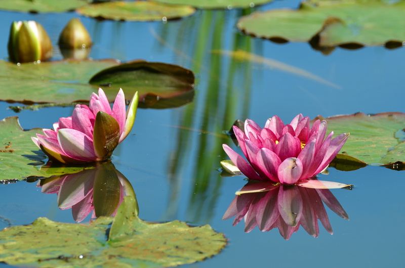 4K, mirroring, day, fragility, floating, purple, two, vulnerability, flowering plant, garden, freshness, leaves, nature, water lily, plant, water, blossom