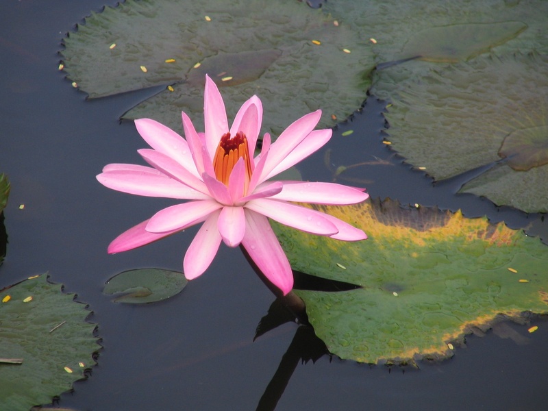 foliage, fresh, 1080P, pink color, leaves, pond, nature, growth, exotic, flower, flower head, waterlily, pollen, botany, fragility, daytime, plant part
