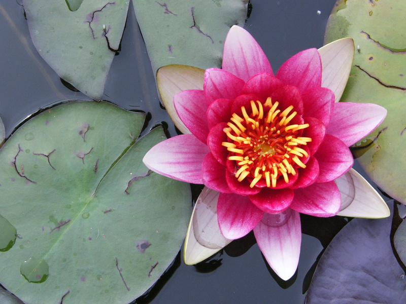 summer, fragility, close-up, flowering plant, water, pollen, beauty In Nature, plant, floating on water, lotus Water Lily, waterlily, growth, no people