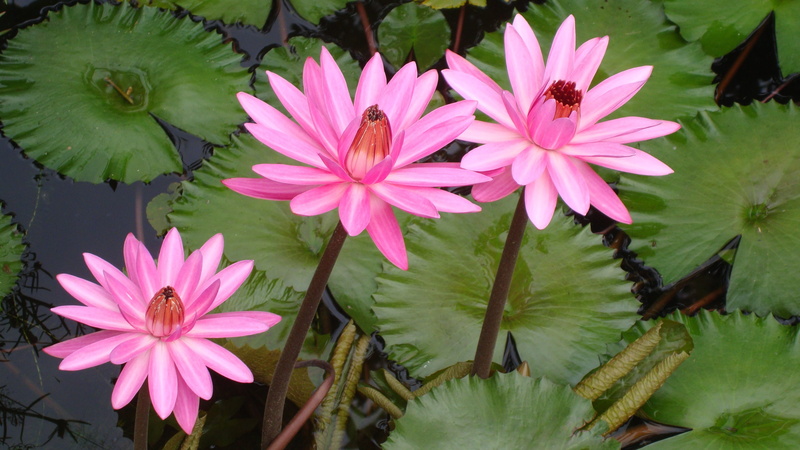 fragility, vulnerability, growth, water lily, leaf, lotus water lily, flowering plant, inflorescence, floating on water, freshness, nature, close-up, plant