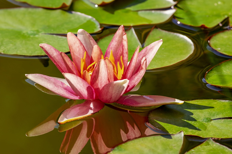 inflorescence, 4K, petaled, pond flower, vulnerability, flowering plant, aquatic plant, flower, leaves, growth, water flower, floating on water, pollen