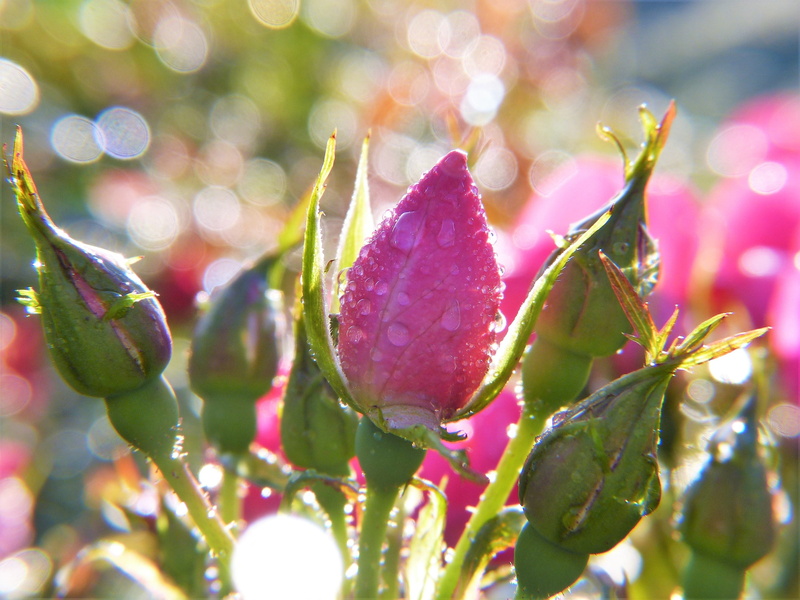 water, ripe, purple, green color, dew, love, flower, plant, rose bud, teardrop, food and drink, photo, rose family, invitation, no people, casting, freshness
