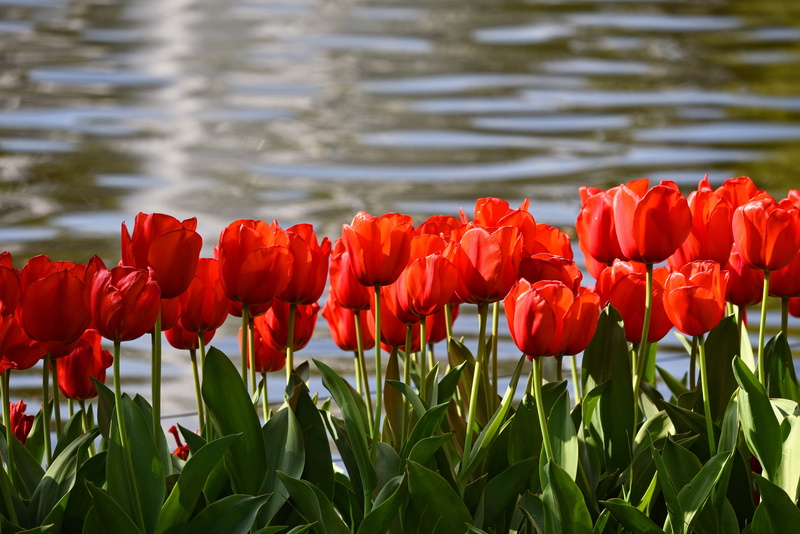 body, leaf, pond, red tulip, outdoors, plant part, water, keukenhof, tourism, petal, tulip, vulnerability, full bloom, flower head, springtime, holland