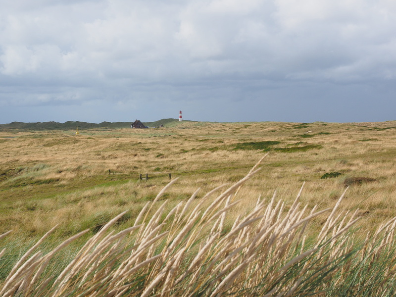 nature reserve, nature, ammophila, a pioneer plant, land, list ost, fixing plant, eco system, mountain, green color, field, grass, sky, common beach grass