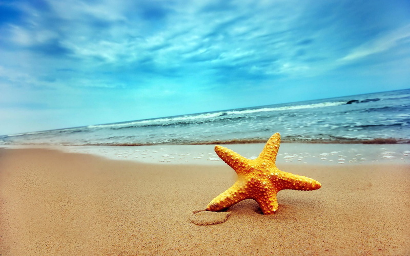 2K, beach, nature, seastar