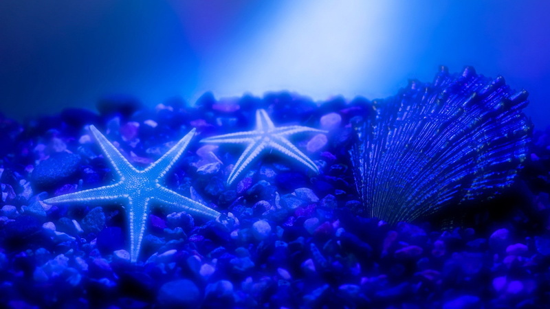 seastar, 1080P, seashell