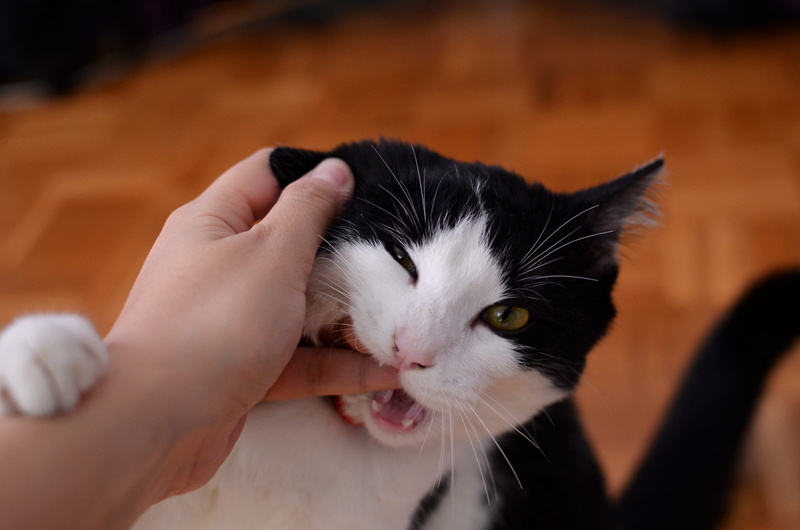 looking, black white, tabby, finger, one animal, mammal, portrait, eyes, feline, pet owner, body part, pet, pets, playful, persons, holding, domestic, biting