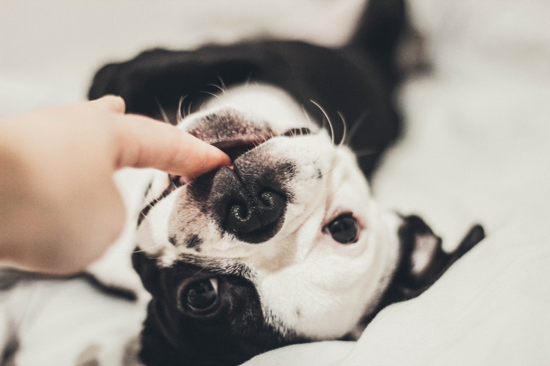 black, biting, hand, real people, human hand, 5K, domestic, indoors, small, selective focus, domestic animals, canine, portrait, pets, mammal, dog, one animal
