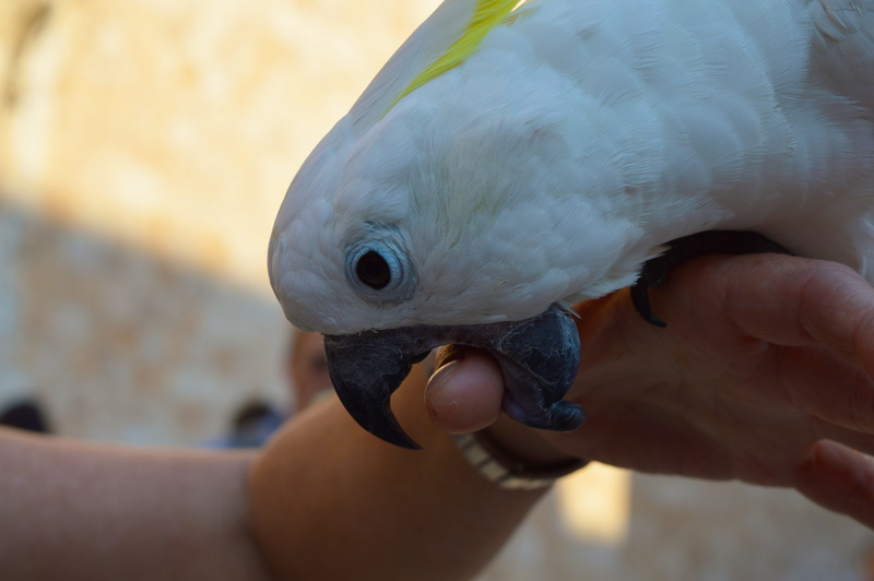 animal wildlife, Plumage, animal body part, animal head, 5K, birds, beautiful, bite, colorful plumage, focus on foreground, one animal, human hand, finger