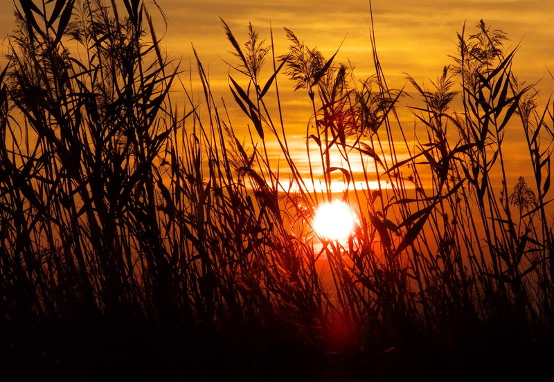 hour, couché, nature, silhouette, picture, golden, zoom, 720P, du, orange Color, landscape, dusk, sunlight, Pot-of-Gold, centaure, Lumix, outdoors, leaves