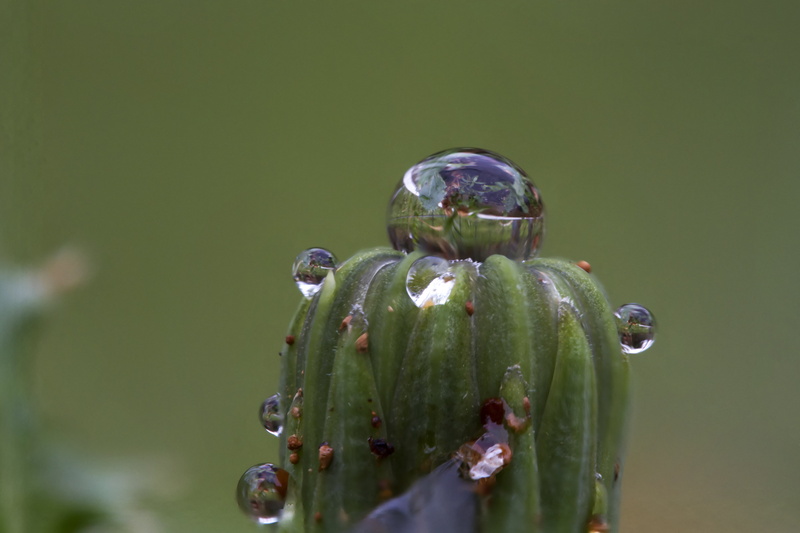 macro photography, Little, close-up, cactus, lion, macro, Manic, nature, dew, Valentine, lenses, water, leaf, drop, photography, green Color, 4K, plant