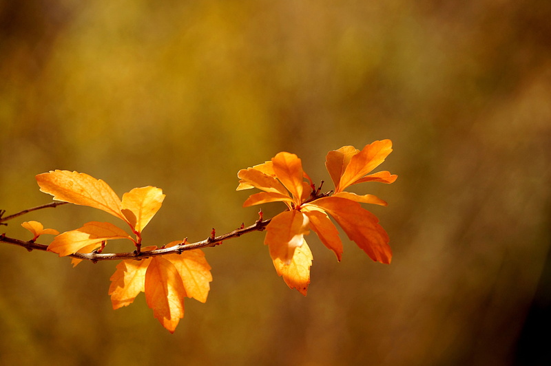 fragility, petal, autumn, branch, orange color, natural condition, nature, orange, macro, beauty in nature, flower, change, 4K, vulnerability, tree, freshness