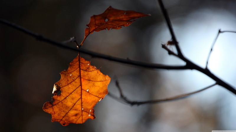close-up, focus on foreground, brown, plants, no people, dry, leaf, autumn, 4K, autumn collection, leaf vein, vulnerability, maple leaf, tree, day, plant