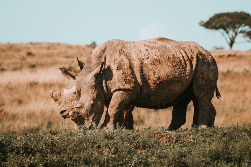 domestic animals, africa, rhinoceros, nature, wild life, outdoors, landscape, endangered species, eating, vertebrate, grazing, animal, species, plant, field