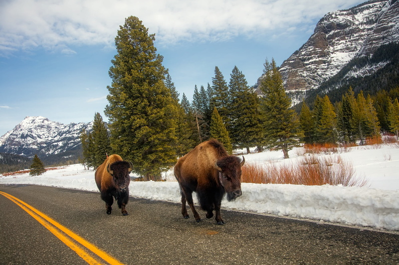 plant, field, day, wildlife, nature, scenics - nature, scenic, animals, yak, vertebrate, beauty in nature, no people, yellowstone, travel, forest, mountains