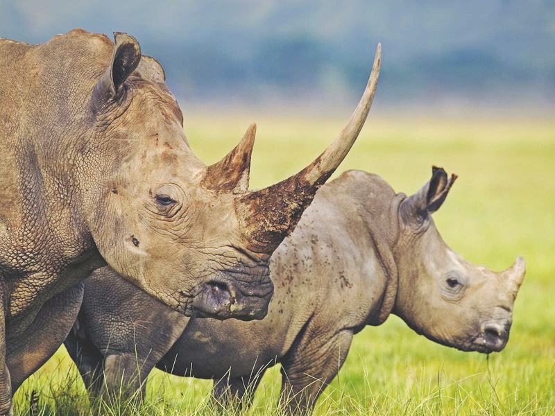 animal themes, mammal, animal head, animal, group of animals, two animals, day, outdoors, field, 720P, vertebrate, horned, herbivorous, plant, animal wildlife