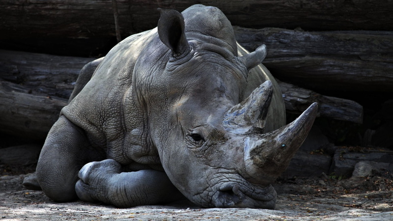 Rhino, 1080P, Animal