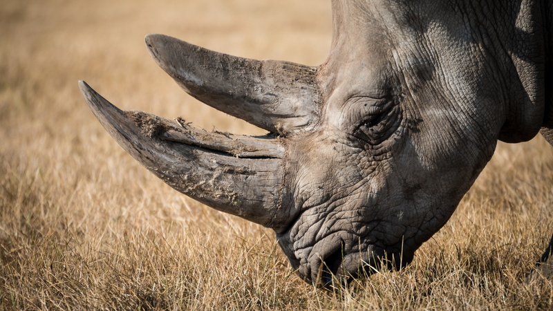 outdoors, rhino, day, plant, land, focus on foreground, animal themes, field, grass, vertebrate, animals in the wild, one animal, no people, 4K, animal