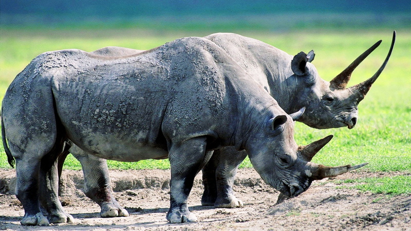 focus on foreground, one animal, rhino, domestic animals, sunlight, mammal, standing, vertebrate, animal themes, day, nature, animal wildlife, animal, herbivorous